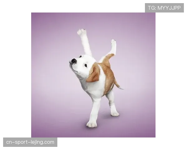 宠物运动配件销售增长 人宠共同运动成新场景